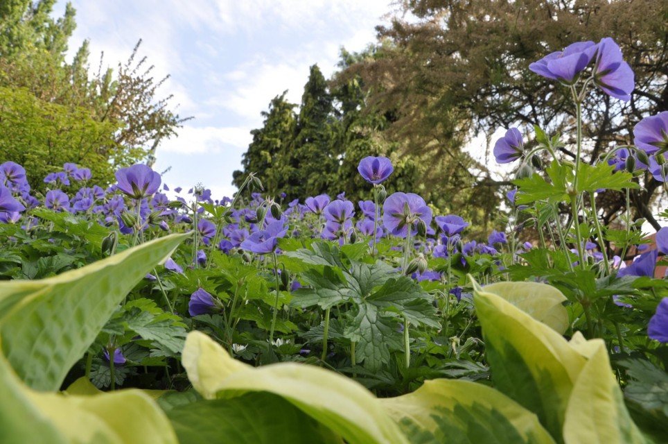 ogrod botaniczny ogrod botaniczny