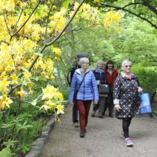 Kilkoro seniorów przechadza się aleją w ogrodzie botanicznym. Na pierwszym tle z prawej strony bogato kwitnąca żółtymi kwiatami roślina
