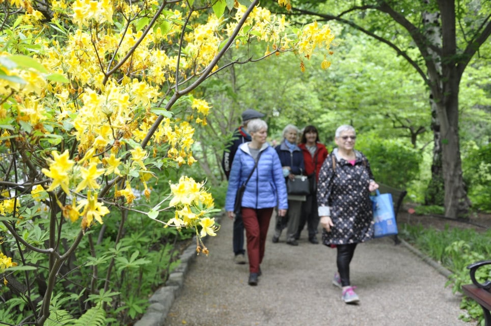 seniorzy i dinozaury3 Kilkoro seniorów przechadza się aleją w ogrodzie botanicznym. Na pierwszym tle z prawej strony bogato kwitnąca żółtymi kwiatami roślina