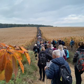 Pole wyschłej kukurydzy, ścieżką przez środek wędruje bardzo liczna grupa ludzi